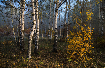 &nbsp; / осень, утро