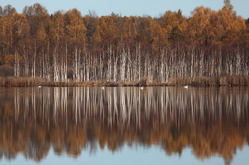 На лесном озере / Озеро находится в Ярославской области, вокруг лес и болото. Давно слышала, что ранней весной сюда прилетают лебеди, но ни разу не видела. И вот, в октябре, впервые застала их. К сожалению, даже на ФР 400 их видно только вдалеке.