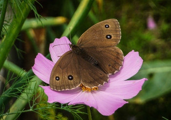 Бабочка / Бабочка, сидящая на цветке космеи