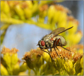 Успеть, пока светло. / Осень не балует насекомых разнообразием пищи. Используется каждый миг солнечной погоды.