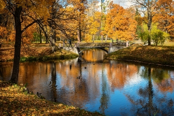 Золото осени / Царское Село. Александровский парк.