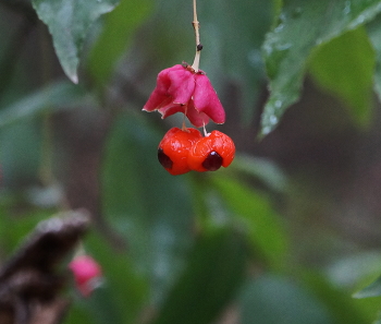 Взгляд / Взляд
