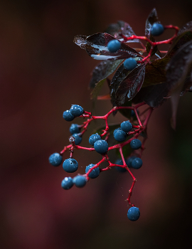 &nbsp; / Virginia creeper - Parthenocissus quinquefolia
The berries are not toxic to birds