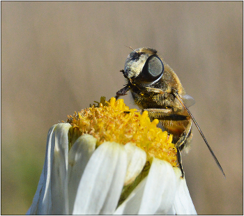 Вкусно, ...пальчики оближешь... / Уход насекомых за собой, как объект съемки.