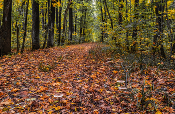 Осень на лесных дорожках. / ...
