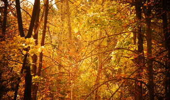 Осень / Красный лес