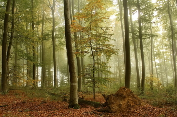 Новая жизнь / Туманное утро в осеннем лесу..Зарисовка.