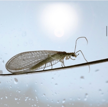 &nbsp; / Насекомые макро. Эффектно фото