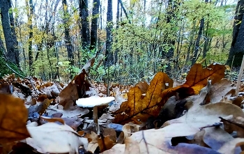 ОСЕННИЙ ЛЕС / ОСЕНЬ 2022