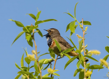 &nbsp; / Варакушка (Luscinia svecica). Самец белозвёздный