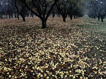 Яблоки / Минск Лошица