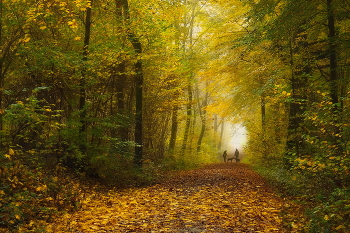 Осенние встречи / Туманное утро в осеннем лесу.