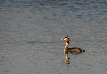 &nbsp; / Большая поганка, или Чомга (Podiceps cristatus)