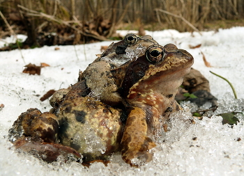 Среда обитания... / Как лягушки свадьбу гуляли
