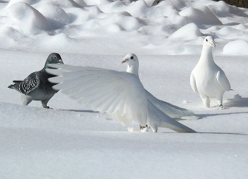 Соперники / голуби весна