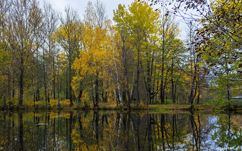 Осеннее утро / пасмурно,берег озера