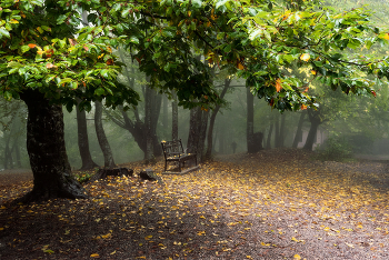 Осенняя грустинка / Кабардино-Балкария, пригород г. Нальчика, лесной массив &quot;Большая кизиловка&quot;, терренкур