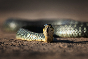 Добрый вечер :) / ***