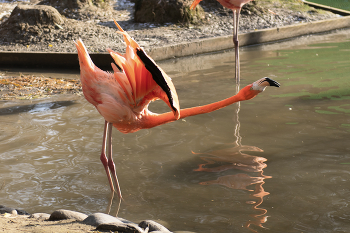 в мире животных / розовый фламинго