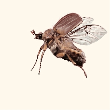 Майский жук / Этому жуку ученые выдали вердикт - малый коэффициент подъемной силы. Это значит, что он не может летать! Но он это делает, и поднимаясь на высоту более 100 м, взмахивая крыльями 46 раз в секунду.