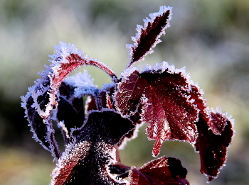 Заморозки! / МОРОЗЕЦ!