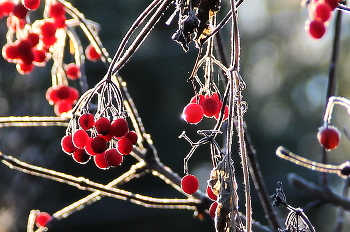 Приморозило! / Мороз