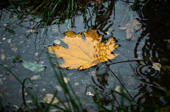 Осень / Вот и осень, и улетают птицы....