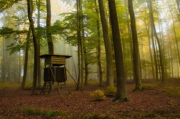 Под зелёной кроной / Охотничья вышка под кроной. Туманное утро в осеннем лесу.