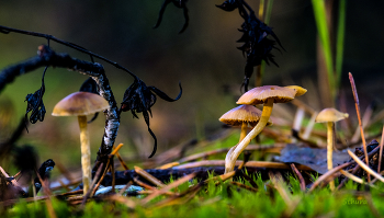 Грибы. / В лесу.