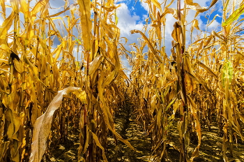 Кукурузные "джунгли" / Минский район. Беларусь.