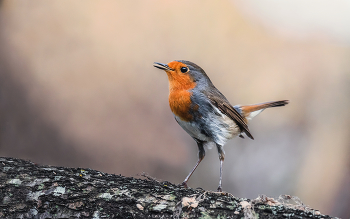 Малиновка / Тж. зарянка, Erithacus rubecula. Радует как количество этих птиц, зимующих в Краснодаре и окрестностях, так и их готовность попозировать. На фоне грядущей зимы и птичьего дефицита они еще несколько месяцев будут радовать глаз фотографа. Смотрите серию с этой птицей здесь - https://35photo.pro/photo_8310289/