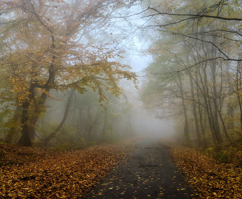 Туманное утро / Кабардино-Балкария, пригород г. Нальчика, лесной массив "Малая Кизиловка"