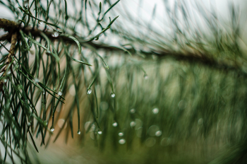 МАгия Гелиоса / Nikon D 7000 МС гелиос 77м4