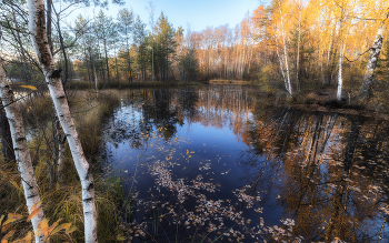 Зеркало осени / ***