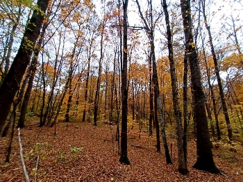 ОСЕНЬ / ОСЕННИЙ ЛИСТ СРЫВАЕТ ВЕТЕР.
УХОДИТ ОСЕНЬ, ВОСЛЕД ЕЙ ГОД.
НИКТО, НИЧТО ОСТАНОВИТЬ НЕ МОЖЕТ
БЕГ ВРЕМЕНИ, ЧРЕДУ ЭПОХ.