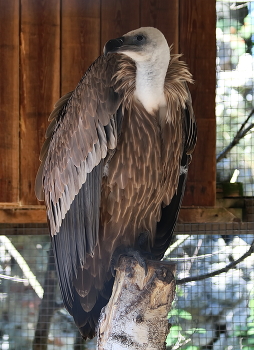 Гриф / Калининградский зоопарк.