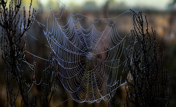 Паутина в росе. / ***