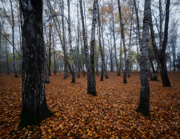 Осеннее утро / в парке