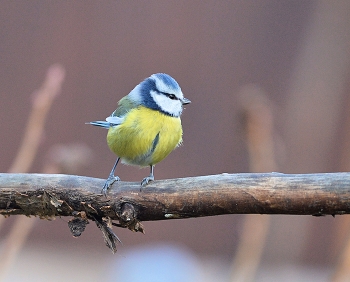 Лазоревка / осень, птицы