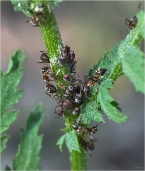 Коммуна / ...