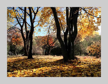 В парке Дружбы... / Листья в этом году очень хороши !