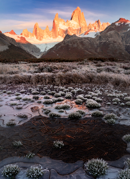 Патагонские ежики / Подмерзшая землю по краю большой лужи у подножья горы Фицрой, Аргентина