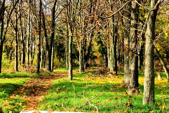 В осеннем лесу... / Осень, лес,тропа,трава