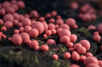 Маленькие розовые грибы на осеннем пне... / Грибы,макро,розовые