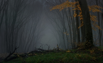 Туманное утро / Осенняя дорога