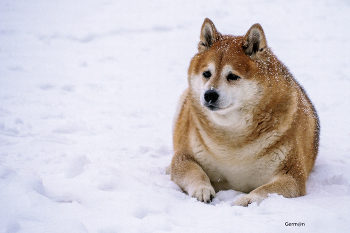 акита-ину / Старый пес на снегу
