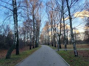 Поздняя осень. Грачи прилетели... / Грачей в парке очень много - в кадр не попали.