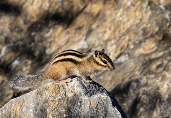 Насторожился / осень ,бурундуки