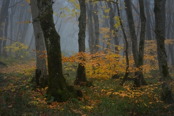 Золотая пора / Осенний лес