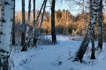 **Начало зимы.* / Томская область.